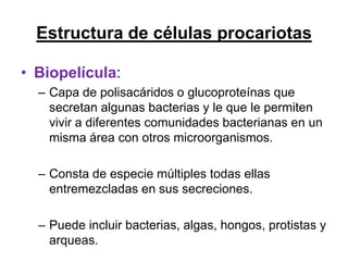 Estructura de células procariotas

• Biopelícula:
  – Capa de polisacáridos o glucoproteínas que
    secretan algunas bacterias y le que le permiten
    vivir a diferentes comunidades bacterianas en un
    misma área con otros microorganismos.

  – Consta de especie múltiples todas ellas
    entremezcladas en sus secreciones.

  – Puede incluir bacterias, algas, hongos, protistas y
    arqueas.
 