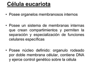 Célula eucariota
• Posee organelos membranosos internos

• Posee un sistema de membranas internas
  que crean compartimientos y permiten la
  separación y especialización de funciones
  celulares específicas

• Posee núcleo definido: organulo rodeado
  por doble membrana célular, contiene DNA
  y ejerce control genético sobre la célula
 