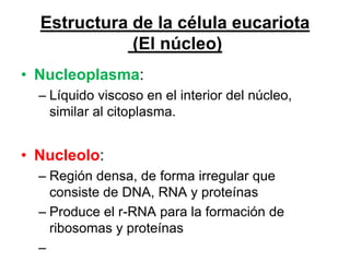 Estructura de la célula eucariota
             (El núcleo)
• Nucleoplasma:
  – Líquido viscoso en el interior del núcleo,
    similar al citoplasma.


• Nucleolo:
  – Región densa, de forma irregular que
    consiste de DNA, RNA y proteínas
  – Produce el r-RNA para la formación de
    ribosomas y proteínas
  –
 