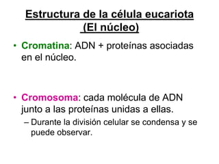 Estructura de la célula eucariota
             (El núcleo)
• Cromatina: ADN + proteínas asociadas
  en el núcleo.



• Cromosoma: cada molécula de ADN
  junto a las proteínas unidas a ellas.
  – Durante la división celular se condensa y se
    puede observar.
 
