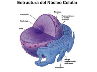 Estructura del Núcleo Celular
 