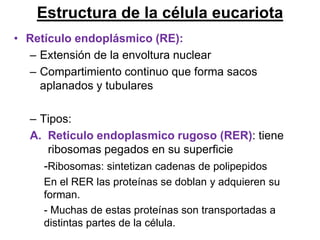 Estructura de la célula eucariota
• Retículo endoplásmico (RE):
  – Extensión de la envoltura nuclear
  – Compartimiento continuo que forma sacos
    aplanados y tubulares

  – Tipos:
  A. Reticulo endoplasmico rugoso (RER): tiene
      ribosomas pegados en su superficie
     -Ribosomas: sintetizan cadenas de polipepidos
     En el RER las proteínas se doblan y adquieren su
     forman.
     - Muchas de estas proteínas son transportadas a
     distintas partes de la célula.
 