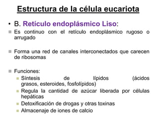 Estructura de la célula eucariota
• B. Retículo endoplásmico Liso:
 Es continuo con el retículo endoplásmico rugoso o
  arrugado

 Forma una red de canales interconectados que carecen
  de ribosomas

 Funciones:
      Síntesis          de            lípidos   (ácidos
       grasos, esteroides, fosfolípidos)
      Regula la cantidad de azúcar liberada por células
       hepáticas
      Detoxificación de drogas y otras toxinas
      Almacenaje de iones de calcio
 
