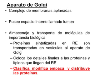 Aparato de Golgi
• Complejo de membranas aplanadas

• Posee espacio interno llamado lumen

• Almacenaje y transporte de moléculas de
  importancia biológica
   – Proteínas     sintetizadas   en RE son
     transportadas en vesículas al aparato de
     Golgi
   – Coloca los detalles finales a las proteínas y
     lípidos que llegan del RE
   – Clasifica, modifica empaca y distribuye
     las proteínas
 
