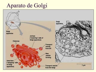 Aparato de Golgi
 