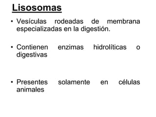 Lisosomas
• Vesículas rodeadas de membrana
  especializadas en la digestión.

• Contienen    enzimas     hidrolíticas   o
  digestivas


• Presentes    solamente     en     células
  animales
 
