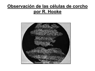 Observación de las células de corcho
           por R. Hooke
 