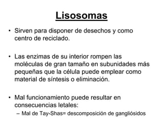 Lisosomas
• Sirven para disponer de desechos y como
  centro de reciclado.

• Las enzimas de su interior rompen las
  moléculas de gran tamaño en subunidades más
  pequeñas que la célula puede emplear como
  material de síntesis o eliminación.

• Mal funcionamiento puede resultar en
  consecuencias letales:
  – Mal de Tay-Shas= descomposición de gangliósidos
 
