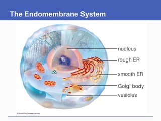 The Endomembrane System
 