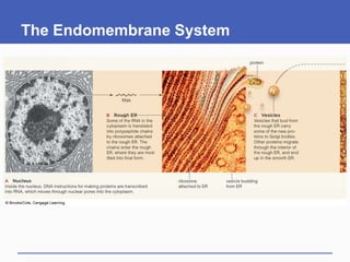 The Endomembrane System
 