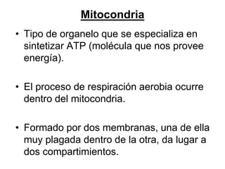 Mitocondria
• Tipo de organelo que se especializa en
  sintetizar ATP (molécula que nos provee
  energía).

• El proceso de respiración aerobia ocurre
  dentro del mitocondria.

• Formado por dos membranas, una de ella
  muy plagada dentro de la otra, da lugar a
  dos compartimientos.
 