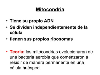 Mitocondria

• Tiene su propio ADN
• Se dividen independientemente de la
  célula
• tienen sus propios ribosomas

• Teoría: los mitocondrias evolucionaron de
  una bacteria aerobia que comenzaron a
  residir de manera permanente en una
  célula huésped.
 