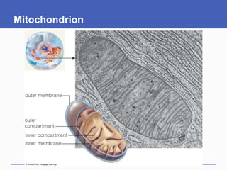 Mitochondrion
 