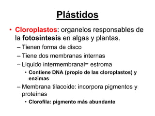 Plástidos
• Cloroplastos: organelos responsables de
  la fotosíntesis en algas y plantas.
  – Tienen forma de disco
  – Tiene dos membranas internas
  – Liquido intermembranal= estroma
    • Contiene DNA (propio de las cloroplastos) y
      enzimas
  – Membrana tilacoide: incorpora pigmentos y
    proteínas
    • Clorofila: pigmento más abundante
 