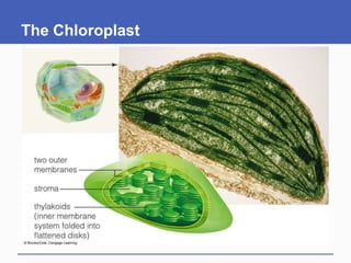 The Chloroplast
 