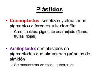 Plástidos
• Cromoplastos: sintetizan y almacenan
  pigmentos diferentes a la clorofíla.
  – Carotenoides: pigmento anaranjado (flores,
    frutas, hojas)


• Amiloplasto: son plástidos no
  pigmentados que almacenan gránulos de
  almidón
  – Se encuentran en tallos, tubérculos
 