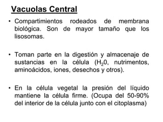 Vacuolas Central
• Compartimientos rodeados de membrana
  biológica. Son de mayor tamaño que los
  lisosomas.

• Toman parte en la digestión y almacenaje de
  sustancias en la célula (H20, nutrimentos,
  aminoácidos, iones, desechos y otros).

• En la célula vegetal la presión del líquido
  mantiene la célula firme. (Ocupa del 50-90%
  del interior de la célula junto con el citoplasma)
 