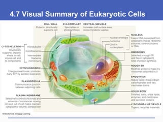 4.7 Visual Summary of Eukaryotic Cells
 