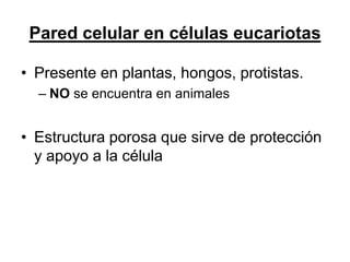 Pared celular en células eucariotas

• Presente en plantas, hongos, protistas.
  – NO se encuentra en animales


• Estructura porosa que sirve de protección
  y apoyo a la célula
 
