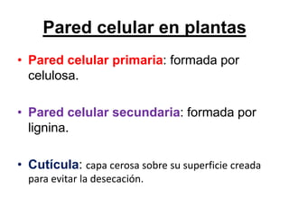 Pared celular en plantas
• Pared celular primaria: formada por
  celulosa.

• Pared celular secundaria: formada por
  lignina.

• Cutícula: capa cerosa sobre su superficie creada
  para evitar la desecación.
 