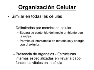 Organización Celular
• Similar en todas las células

  – Delimitadas por membrana celular
     • Separa su contenido del medio ambiente que
       la rodea.
     • Permite el intercambio de materiales y energía
       con el exterior.


  – Presencia de organelos - Estructuras
    internas especializadas en llevar a cabo
    funciones vitales en la célula
 