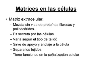Matrices en las células
• Matriz extracelular:
  – Mezcla sin vida de proteínas fibrosas y
    polisacáridos.
  – Es secreta por las células
  – Varia según el tipo de tejido
  – Sirve de apoyo y anclaje a la célula
  – Separa los tejidos
  – Tiene funciones en la señalización celular
 