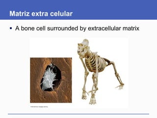 Matriz extra celular

 A bone cell surrounded by extracellular matrix
 
