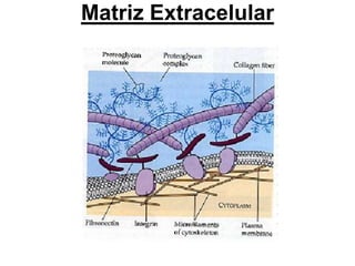 Matriz Extracelular
 