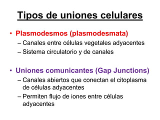 Tipos de uniones celulares
• Plasmodesmos (plasmodesmata)
  – Canales entre células vegetales adyacentes
  – Sistema circulatorio y de canales


• Uniones comunicantes (Gap Junctions)
  – Canales abiertos que conectan el citoplasma
    de células adyacentes
  – Permiten flujo de iones entre células
    adyacentes
 