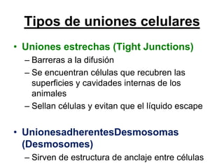 Tipos de uniones celulares
• Uniones estrechas (Tight Junctions)
  – Barreras a la difusión
  – Se encuentran células que recubren las
    superficies y cavidades internas de los
    animales
  – Sellan células y evitan que el líquido escape


• UnionesadherentesDesmosomas
  (Desmosomes)
  – Sirven de estructura de anclaje entre células
 