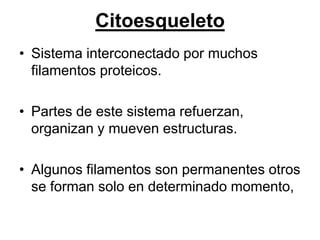 Citoesqueleto
• Sistema interconectado por muchos
  filamentos proteicos.

• Partes de este sistema refuerzan,
  organizan y mueven estructuras.

• Algunos filamentos son permanentes otros
  se forman solo en determinado momento,
 