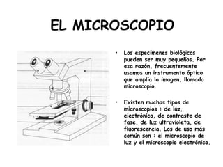 EL MICROSCOPIO
       •   Los especímenes biológicos
           pueden ser muy pequeños. Por
           esa razón, frecuentemente
           usamos un instrumento óptico
           que amplía la imagen, llamado
           microscopio.

       •   Existen muchos tipos de
           microscopios : de luz,
           electrónico, de contraste de
           fase, de luz ultravioleta, de
           fluorescencia. Los de uso más
           común son : el microscopio de
           luz y el microscopio electrónico.
 