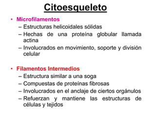 Citoesqueleto
• Microfilamentos
  – Estructuras helicoidales sólidas
  – Hechas de una proteína globular llamada
    actina
  – Involucrados en movimiento, soporte y división
    celular

• Filamentos Intermedios
   – Estructura similar a una soga
   – Compuestas de proteínas fibrosas
   – Involucrados en el anclaje de ciertos orgánulos
   – Refuerzan y mantiene las estructuras de
     células y tejidos
 