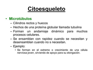 Citoesqueleto
• Microtúbulos
  – Cilindros rectos y huecos
  – Hechos de una proteína globular llamada tubulina
  – Forman un andamiaje dinámico para muchos
    procesos celulares.
  – Se ensamblan con rapidez cuando se necesitan y
    desensamblan cuando no s necesitan.
  – Ejemplo:
     • Se forman en el extremo o crecimiento de una célula
       nerviosa joven, sirviendo de apoyo para su elongación.
 
