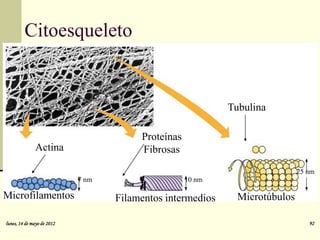 Citoesqueleto


                                                            Tubulina

                                        Proteínas
              Actina                    Fibrosas
                                                                             25 nm
                            7 nm                    10 nm

Microfilamentos                    Filamentos intermedios     Microtúbulos

lunes, 14 de mayo de 2012                                                       92
 
