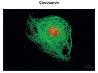 Citoesqueleto
 
