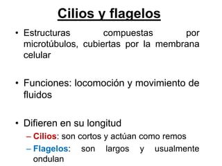Cilios y flagelos
• Estructuras        compuestas       por
  microtúbulos, cubiertas por la membrana
  celular


• Funciones: locomoción y movimiento de
  fluidos

• Difieren en su longitud
  – Cilios: son cortos y actúan como remos
  – Flagelos: son largos y usualmente
    ondulan
 