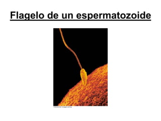 Flagelo de un espermatozoide
 
