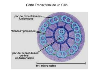 Corte Transversal de un Cilio
 