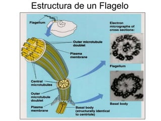 Estructura de un Flagelo
 