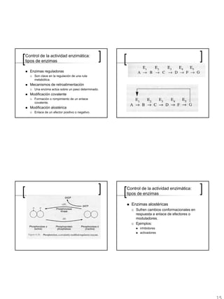 Control de la actividad enzimática:
tipos de enzimas

  Enzimas reguladoras
    Son clave en la regulación de una ruta
    metabólica.
  Mecanismos de retroalimentación
    Una enzima actúa sobre un paso determinado.
  Modificación covalente
    Formación o rompimiento de un enlace
    covalente.
  Modificación alostérica
    Enlace de un efector positivo o negativo.




                                                  Control de la actividad enzimática:
                                                  tipos de enzimas

                                                    Enzimas alostéricas
                                                      Sufren cambios conformacionales en
                                                      respuesta a enlace de efectores o
                                                      moduladores.
                                                      Ejemplos:
                                                         inhibidores
                                                         activadores
 