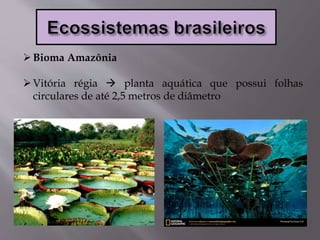 Bioma Amazônia
Vitória régia  planta aquática que possui folhas
circulares de até 2,5 metros de diâmetro
 
