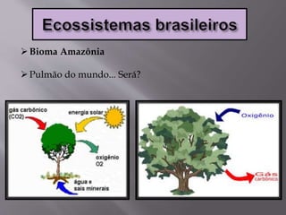 Bioma Amazônia
Pulmão do mundo... Será?
 