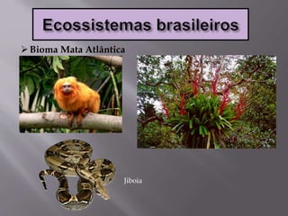 Bioma Mata Atlântica
Jiboia
 