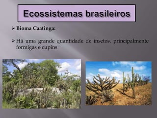 Bioma Caatinga:
Há uma grande quantidade de insetos, principalmente
formigas e cupins
 