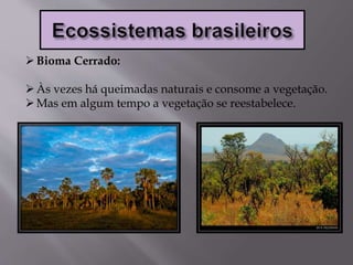 Bioma Cerrado:
Às vezes há queimadas naturais e consome a vegetação.
Mas em algum tempo a vegetação se reestabelece.
 