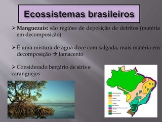 Manguezais: são regiões de deposição de detritos (matéria
em decomposição)
É uma mistura de água doce com salgada, mais matéria em
decomposição  lamacento
Considerado berçário de siris e
caranguejos
 