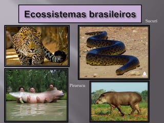 Sucuri
Pirarucu
 