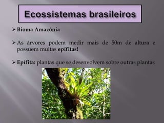 Bioma Amazônia
As árvores podem medir mais de 50m de altura e
possuem muitas epífitas!
Epífita: plantas que se desenvolvem sobre outras plantas
 
