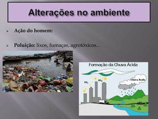  Ação do homem:
 Poluição: lixos, fumaças, agrotóxicos...
 